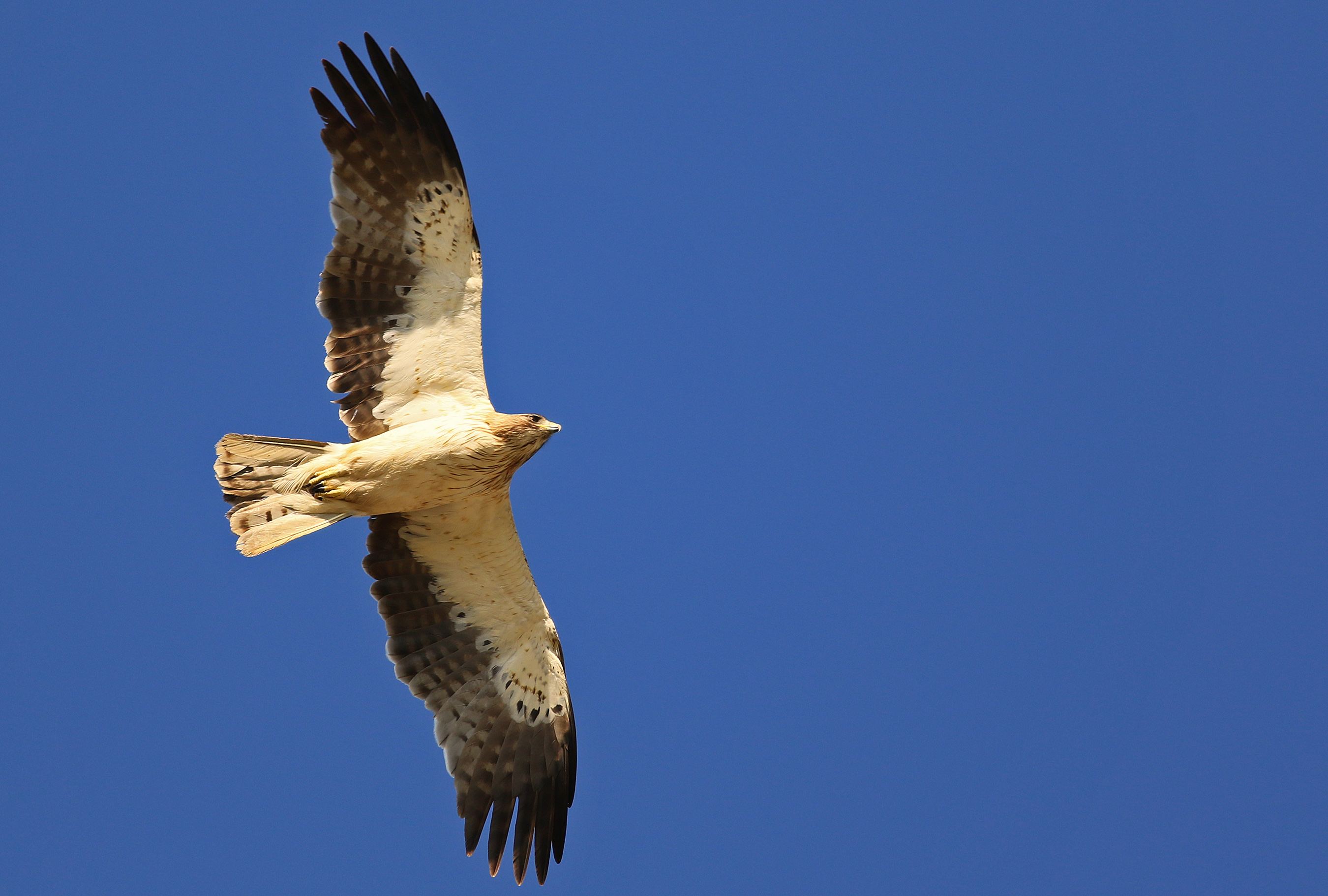 Booted Eagle
